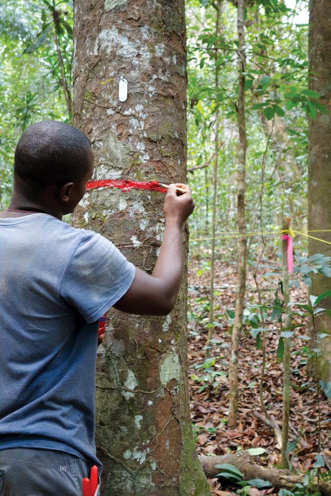 Measuring trees