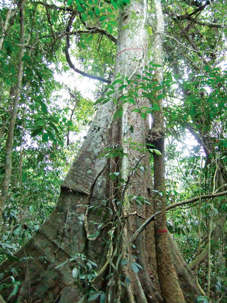 A large tree in a forest