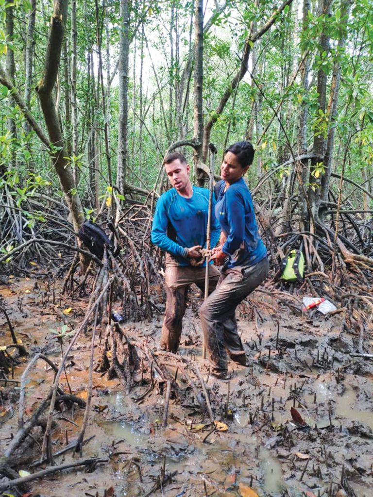 Researchers studying the growth of mangroves