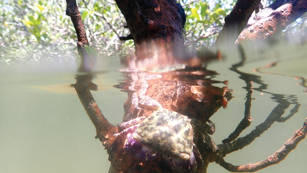 A crab resting on a mangrove