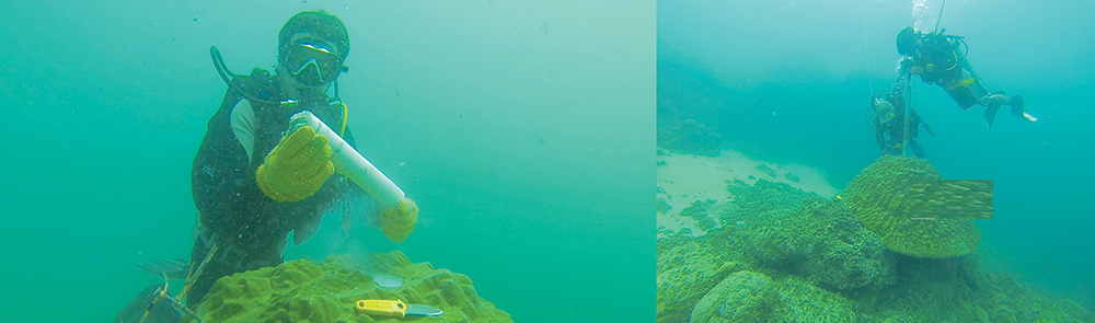 Coral under water