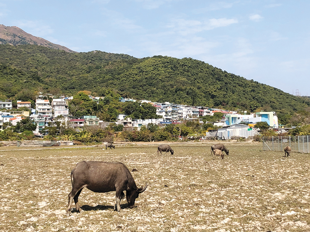 Buffalos on Lantau Island