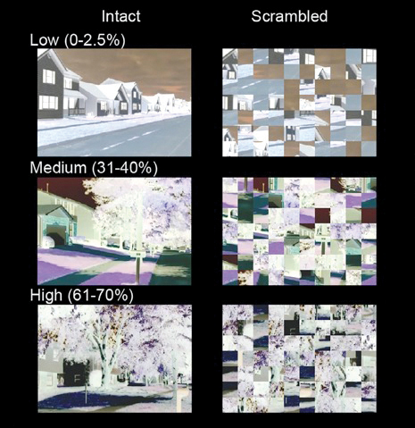 Sample stimuli tested in the fMRI