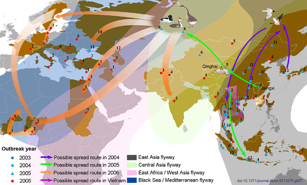 Spread routes of the H5N1 viruses