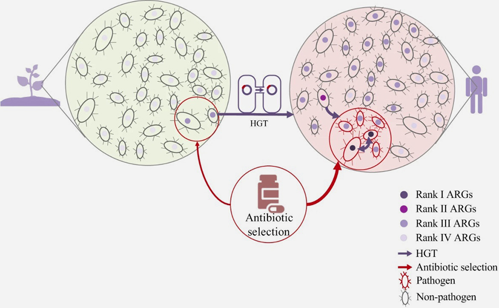 Antibiotic-resistant genes