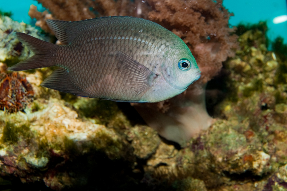 A. polyacanthus